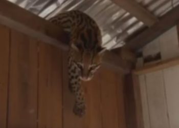 Após noite de chuva forte, jaguatirica é flagrada refugiada no telhado de casa flutuante no AM; vídeo