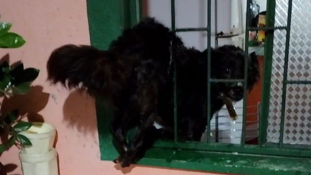 Assustada com a chuva, cadela tenta entrar em casa e fica presa na janela em Manaus