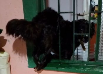 Assustada com a chuva, cadela tenta entrar em casa e fica presa na janela em Manaus
