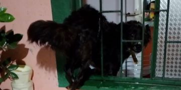 Assustada com a chuva, cadela tenta entrar em casa e fica presa na janela em Manaus