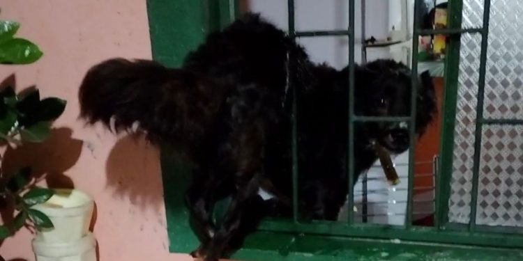 Assustada com a chuva, cadela tenta entrar em casa e fica presa na janela em Manaus