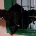 Assustada com a chuva, cadela tenta entrar em casa e fica presa na janela em Manaus