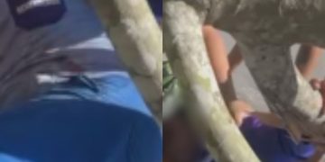 Vídeo: Galho cai durante poda e atinge entregador no Colônia Antônio Aleixo