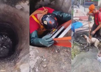 Cachorro cai em bueiro de 4 metro e é resgatado pelos bombeiros em Manaus