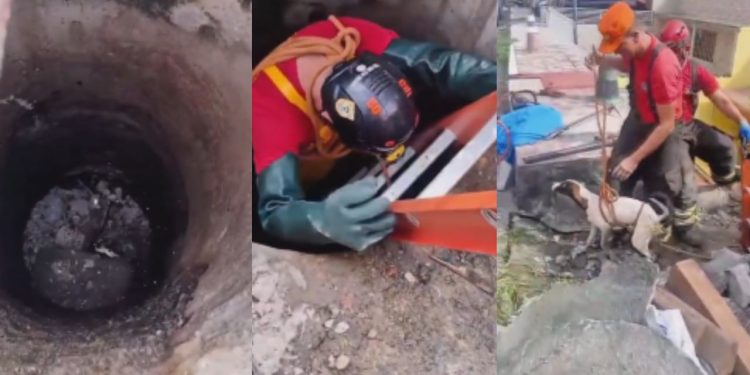 Cachorro cai em bueiro de 4 metro e é resgatado pelos bombeiros em Manaus