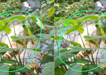 Imagem forte: tronco de c0rpo é achado em Manaus, mas os demais pedaços desaparecem