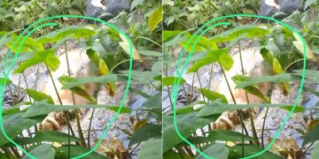 Imagem forte: tronco de c0rpo é achado em Manaus, mas os demais pedaços desaparecem