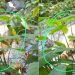 Imagem forte: tronco de c0rpo é achado em Manaus, mas os demais pedaços desaparecem