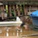 Imagem forte: vizinhos encontram morto ao lado da caixa d’água no quintal em Manaus  