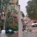 Idosa m0rre ao cair em fossa desativada durante limpeza de quintal em Manacapuru