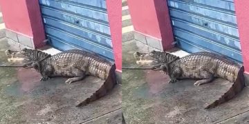 Vídeo: jacaré é visto dando uma voltinha na Z0na Leste de Manaus