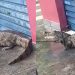 Vídeo: jacaré é visto dando uma voltinha na Z0na Leste de Manaus
