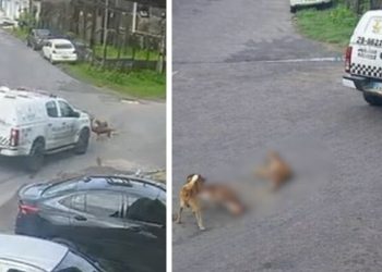 Proprietária dos cães m0rtos por viatura da PM exige justiça em Manaus: ‘não aceito’