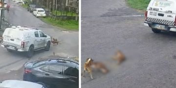 Proprietária dos cães m0rtos por viatura da PM exige justiça em Manaus: ‘não aceito’