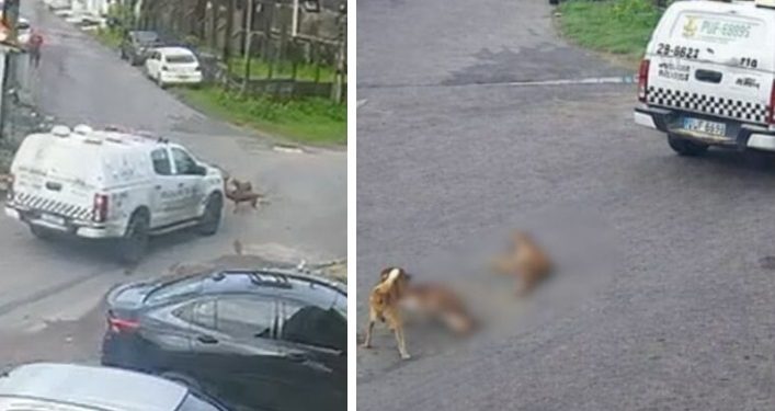 Proprietária dos cães m0rtos por viatura da PM exige justiça em Manaus: ‘não aceito’