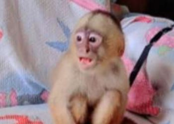 ‘Reforçar a renda’: moradora de Eirunepé anuncia venda de macaco-prego em grupo de WhatsApp