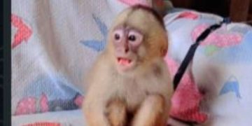 ‘Reforçar a renda’: moradora de Eirunepé anuncia venda de macaco-prego em grupo de WhatsApp