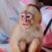 ‘Reforçar a renda’: moradora de Eirunepé anuncia venda de macaco-prego em grupo de WhatsApp
