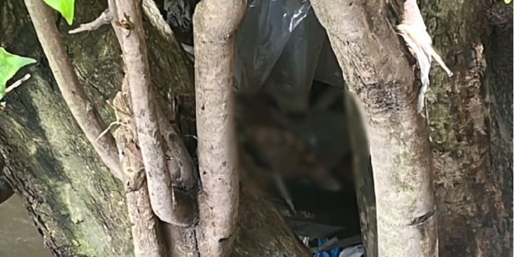 Veja: Após p3rna no Centro de Manaus, segunda parte é encontrada na Zona Norte