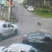 SSP afasta policiais envolvidos em atr0pelamento que mat0u dois cães em Manaus