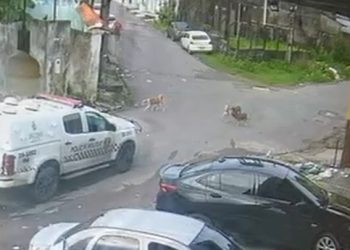 Vídeo: cães m0rrem atr0pelados por viatura da PM em Manaus
