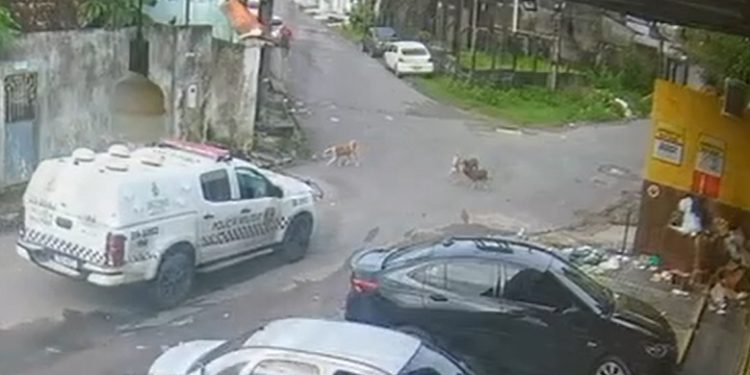 Vídeo: cães m0rrem atr0pelados por viatura da PM em Manaus