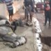 Policial se fere após cavalo bater em parede durante susto com fogos em Manaus; vídeo