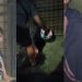 Vídeo: Motorista é colocado no porta-malas e ass4ltante acaba esp4ncado após batida em Manaus