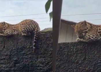 Jaguatirica dá susto em moradores de Carauari ao ser flagrada em muro de residência; vídeo