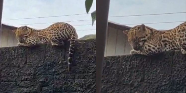 Jaguatirica dá susto em moradores de Carauari ao ser flagrada em muro de residência; vídeo
