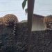 Jaguatirica dá susto em moradores de Carauari ao ser flagrada em muro de residência; vídeo