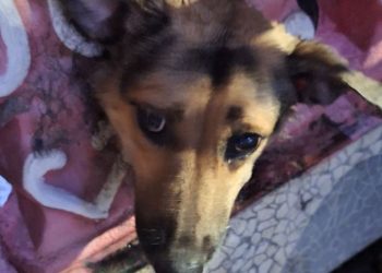 Bombeiros quebram mureta para resgatar cadela presa em residência em Manaus