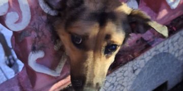 Bombeiros quebram mureta para resgatar cadela presa em residência em Manaus