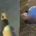 Homem é achado m0rt0, amarrado e com sinais t0rtur4 na Compensa; veja