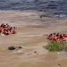 Sétimo dia: Força-tarefa percorre 238 km em busca de desaparecidos de naufrágio no Encontro das Águas