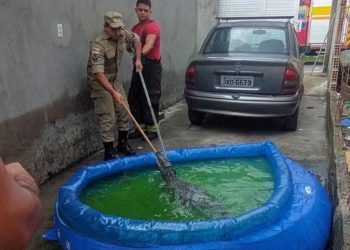 Surpresa: jacaré é encontrado dentro de piscina de plástico em casa no São José