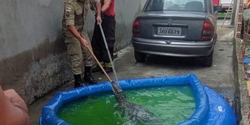Surpresa: jacaré é encontrado dentro de piscina de plástico em casa no São José
