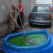 Surpresa: jacaré é encontrado dentro de piscina de plástico em casa no São José
