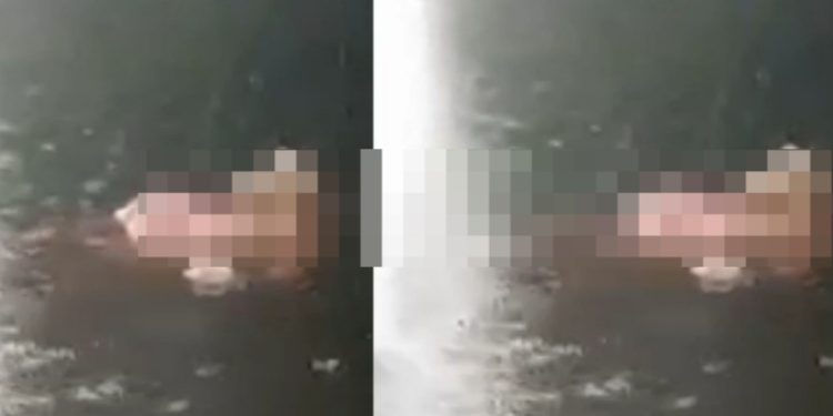 Vídeo forte: mulher vê c0rpo com o crânio comido por peixes no Amazonas: ‘tir0 na cabeça’