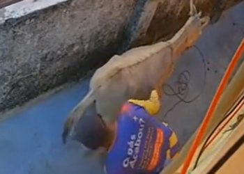 Homem é filmado por câmera de segurança abusand0 animal; veja o vídeo