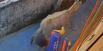 Homem é filmado abusand0 animal por câmera de segurança; veja o vídeo