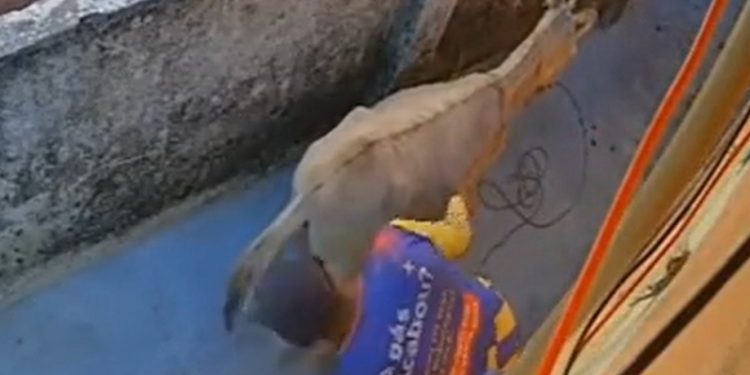 Homem é filmado por câmera de segurança abusand0 animal; veja o vídeo