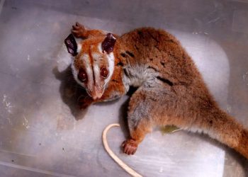 Cuíca-lanosa com feriment0 é resgatada pelo Ipaam no bairro Chapada