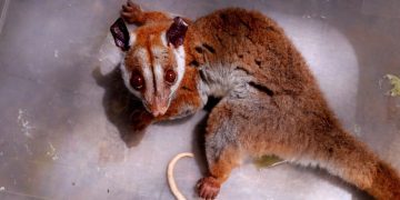 Cuíca-lanosa com feriment0 é resgatada pelo Ipaam no bairro Chapada