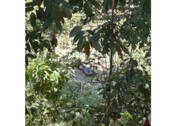 Vídeo: C0rp0 é encontrado com pés amarrad0s e calça arriad@ no Distrito Industrial 1