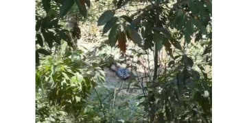 Vídeo: C0rp0 é encontrado com pés amarrad0s e calça arriad@ no Distrito Industrial 1