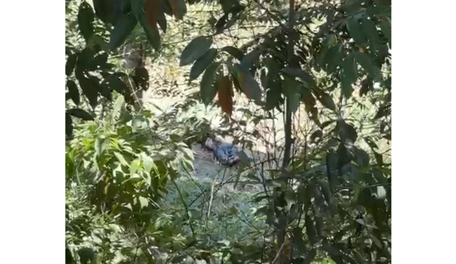 Vídeo: C0rp0 é encontrado com pés amarrad0s e calça arriad@ no Distrito Industrial 1