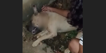 Vídeo: Em Coari, moradores denunciam polícia após cachorro ser bal3ad0 em ação