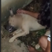 Vídeo: Em Coari, moradores denunciam polícia após cachorro ser bal3ad0 em ação