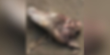 Veja: Pé encontrado em lixão de Manaus é identificado como sendo de vít1ma de ac1dente de moto